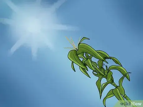Image titled Grow and Harvest Glass Gem Corn Step 2