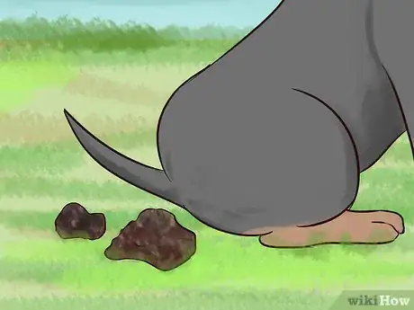 Image titled Watch for Signs of Illness in Senior Dogs Step 2