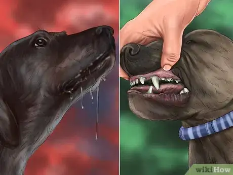 Image titled Treat Bloat in Great Danes Step 3