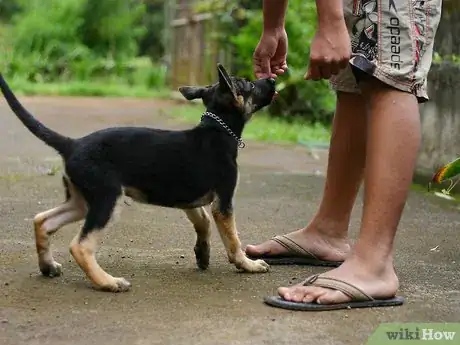 Image titled Treat Your Pets Like Royalty Step 5