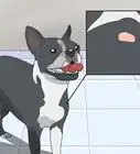 Care for a Boston Terrier