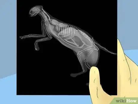 Image titled Diagnose a Cat Cough Step 6