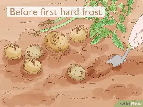 Image titled Harvest Potatoes Step 1