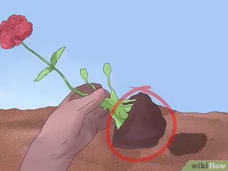 Image titled Grow Poppies Step 21