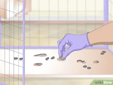 Image titled Clean and Maintain Lory and Lorikeet Habitats Step 3