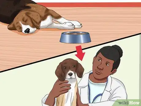 Image titled Treat Canine Infectious Hepatitis Step 4