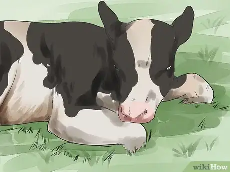 Image titled Raise Calves Step 14