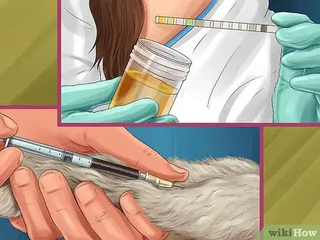 Image titled Diagnose and Treat Ear Infections in Cats Step 8