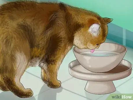 Image titled Choose Food and Water Dishes for Your Cat Step 8