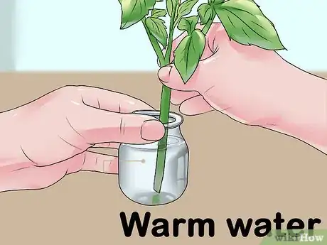 Image titled Root Tomato Suckers Step 3