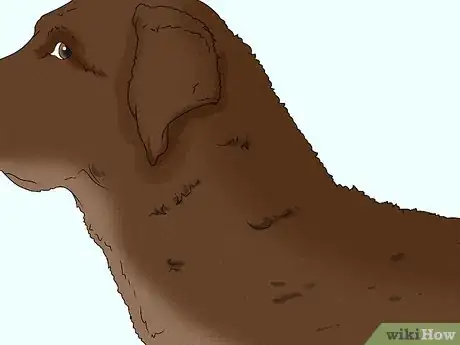 Image titled Identify a Chesapeake Bay Retriever Step 11