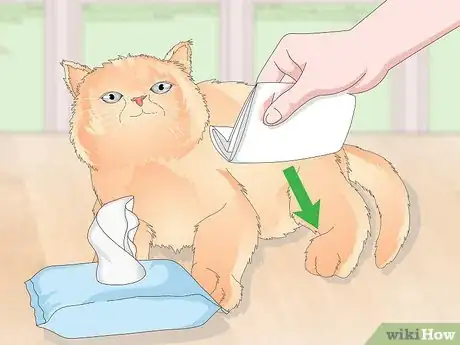 Image titled Keep Your Cat Clean Step 18