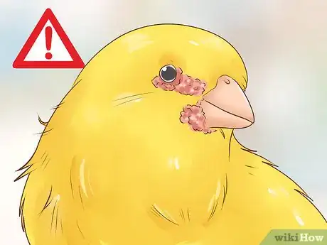 Image titled Know if a Canary Is Right for You Step 10