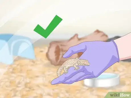 Image titled Care for a Tokay Gecko Step 12
