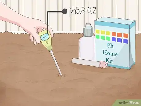 Image titled Plant Uala Step 1