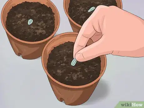 Image titled Plant Turing Sunflowers Step 6