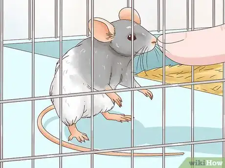 Image titled Keep Pet Mice Safe around Children Step 8