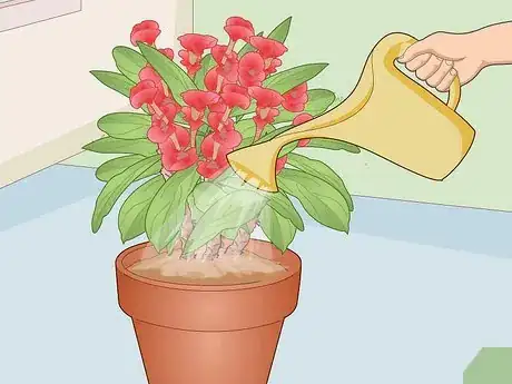 Image titled Care for a Crown of Thorns Step 7