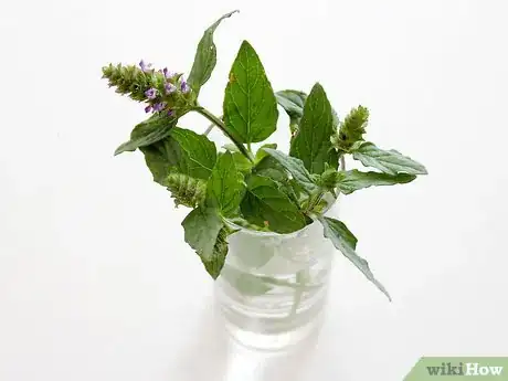 Image titled Grow Catmint from Cuttings Step 3