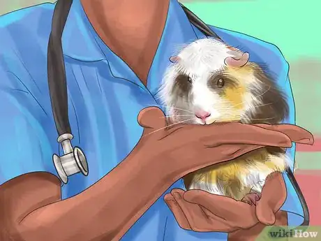 Image titled Prevent Skin Problems in Guinea Pigs Step 8