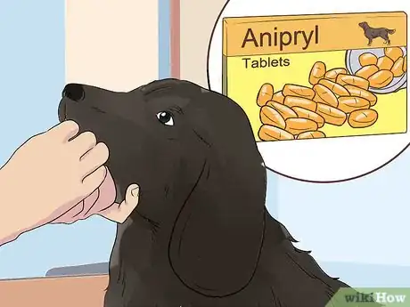 Image titled Support a Dog with Dementia Step 13