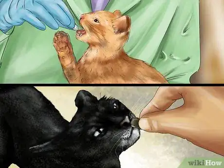 Image titled Give Selective Serotonin Reuptake Inhibitors to a Cat Step 4