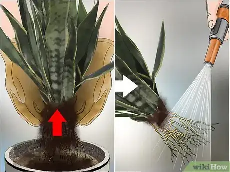 Image titled Remove Ants from Potted Plants Step 10