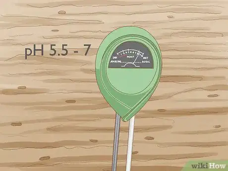 Image titled Grow Pawpaws Step 12