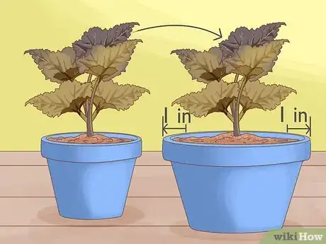 Image titled Plant Begonias in a Pot Step 11