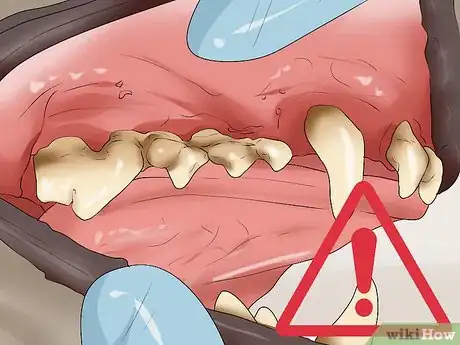 Image titled Check the Health of a New Dog Step 9