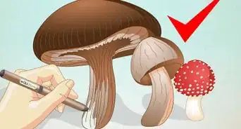 Draw Mushrooms
