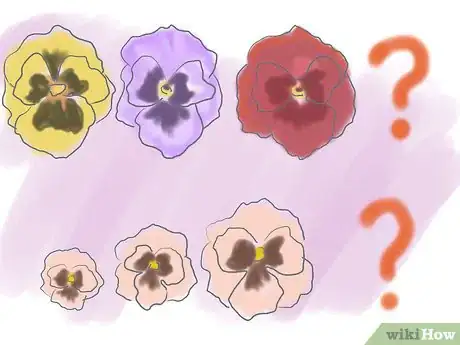 Image titled Plant Pansies in Containers and Pots Step 2