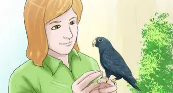 Know if a Pionus Parrot Is Right for You