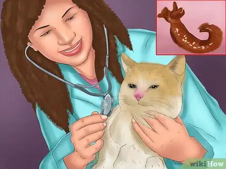 Image titled Treat Heartworm Disease in Cats Step 2