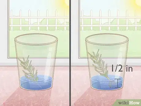 Image titled Grow Rosemary Indoors Step 5