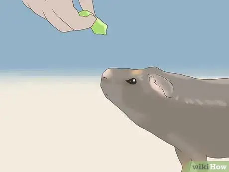 Image titled Teach a Guinea Pig to Do Tricks Step 11