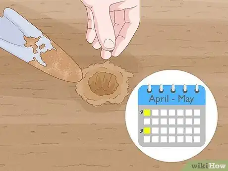 Image titled Grow Stock Flowers Step 2