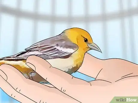 Image titled Look After Pet Birds Step 7
