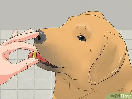 Image titled Treat Urinary Tract Problems in Dogs Step 7