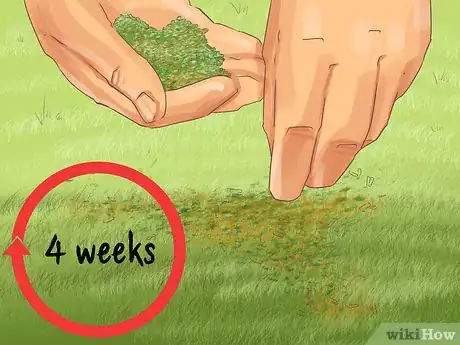 Image titled Apply Weed and Feed Step 11
