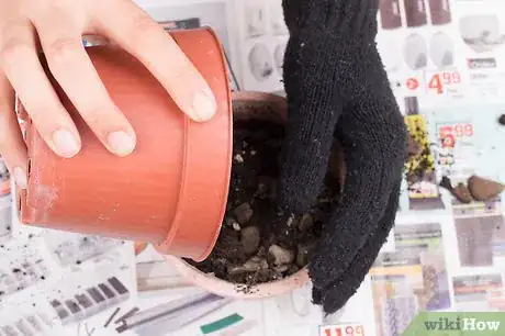 Image titled Pot a Spiny Cactus Without Getting Pricked Step 11