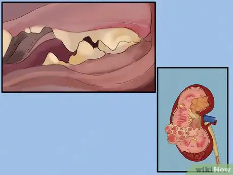 Image titled Budget for a New Cat Step 8