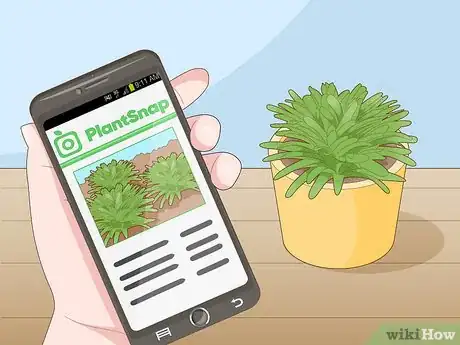 Image titled Identify a Houseplant Step 5