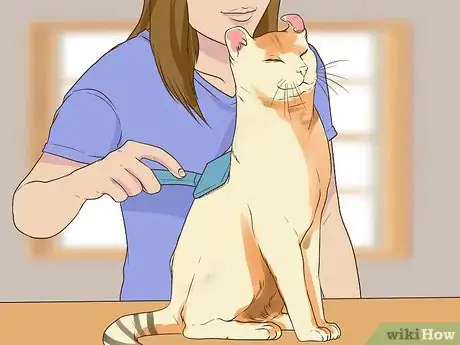 Image titled Care for an American Curl Cat Step 4