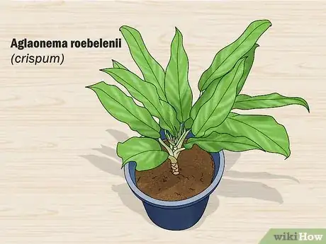 Image titled Grow Chinese Evergreens (Aglaonema) Step 3