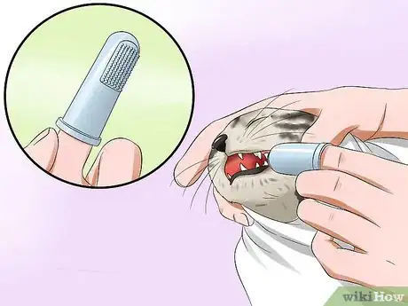 Image titled Care for Egyptian Maus Step 12