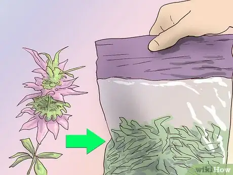 Image titled Feed a Horse a Mint Step 1