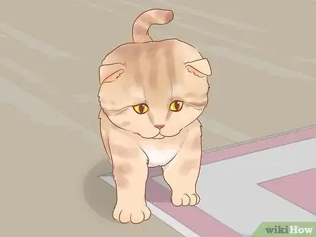 Image titled Choose Between Getting a Kitten or Adult Cat Step 6