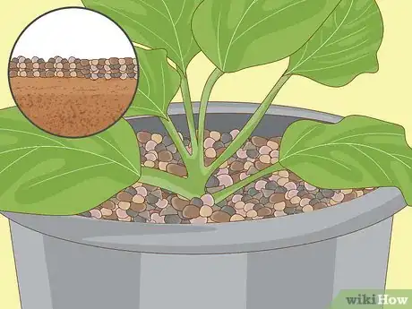 Image titled Grow an Edible Pond Step 7