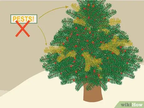 Image titled Plant Yew Step 14